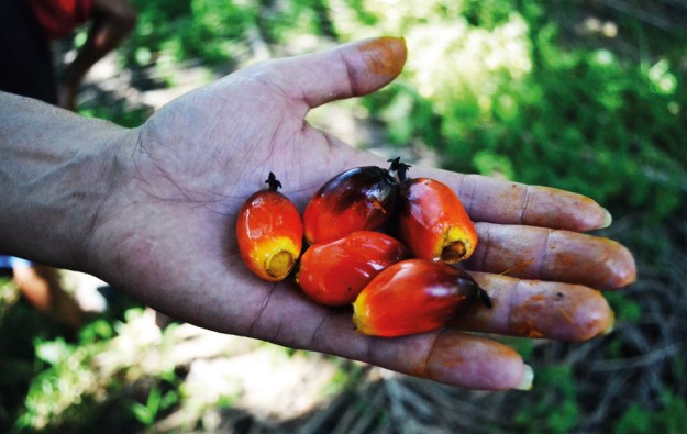African Palm is used to create Palm Oil which is found in many every day foods, cosmetics and other products. However it is driving deforestation and land grabs. Photo: Eoghan Rice
